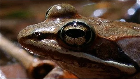 Frogsicles: Frozen But Still Alive