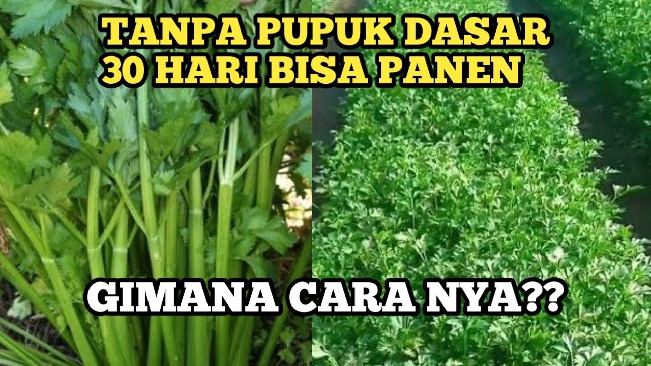 Cara Semprot Seledri Usia 12 Hari Pakai Gandasil D – Daun Cepat Lebar! 30 hari bisa panen