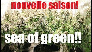 LST and HST in the coconut tree??! MOKOKO from Biofloral under the Mars Hydro FCE6500! E2