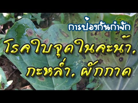 วีดีโอ: พืช Alternaria