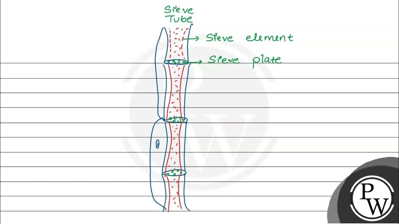 Select the correct option along with its function. (A) Sieve Pore Pores on the lateral walls of