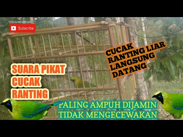 SUARA PIKAT CUCAK RANTING|| CUCAK RANTING LIAR DIJAMIN LANGSUNG DATANG.. class=