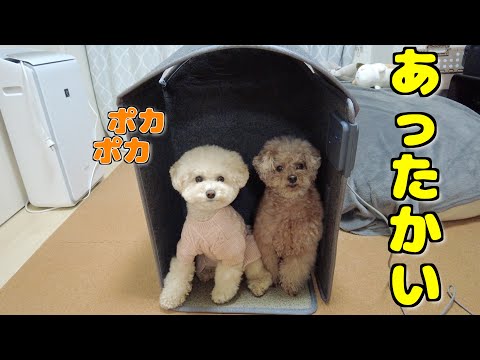 寒すぎる部屋にあったか救世主が来ました!