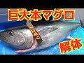釣った100kg級の本マグロを自宅で解体する！