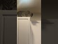 Cat on a Cabinet