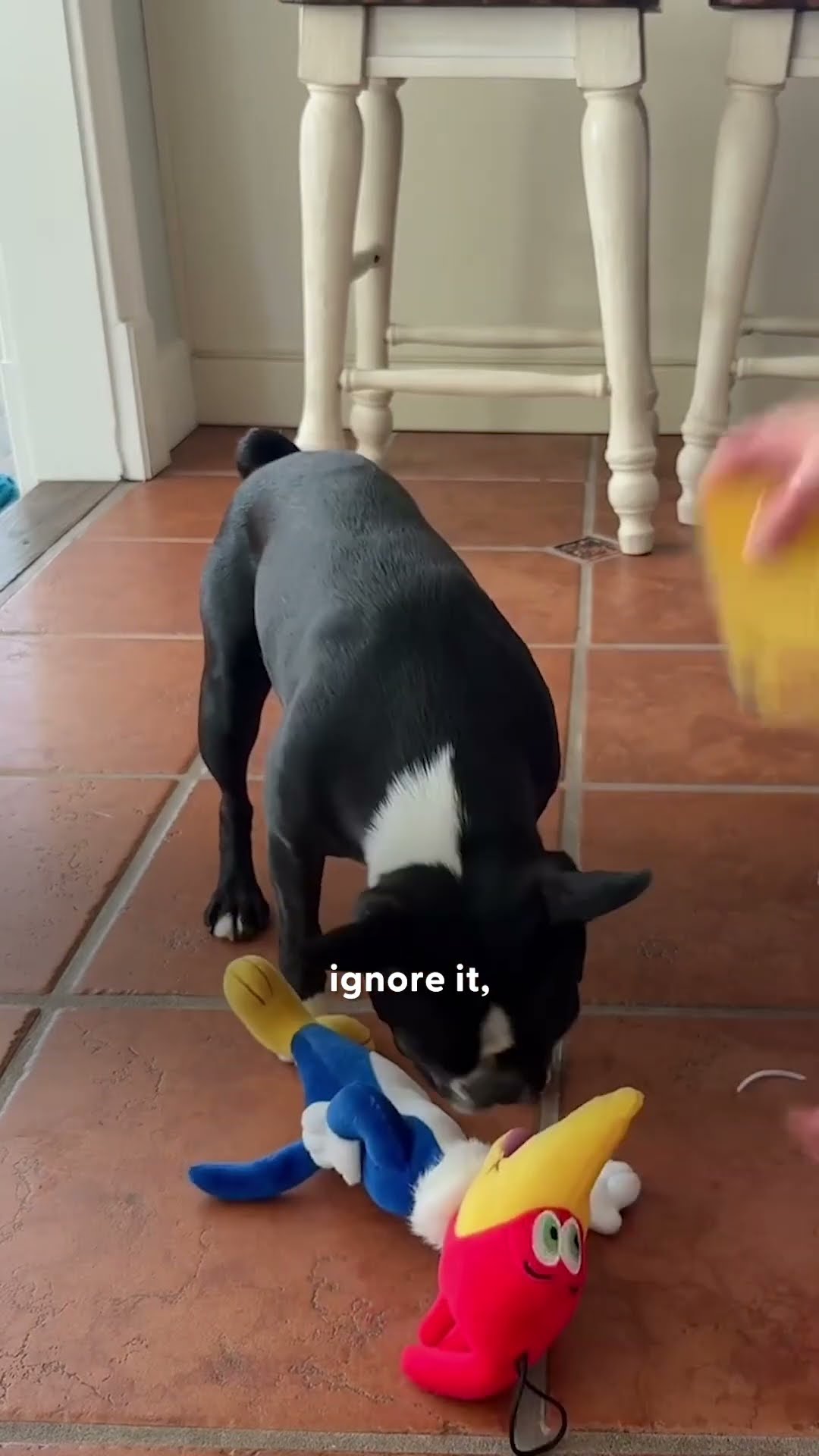 Woman Performs Surgery On Her Dog’s Favorite Toy To Bring Him Back To Life | The Dodo