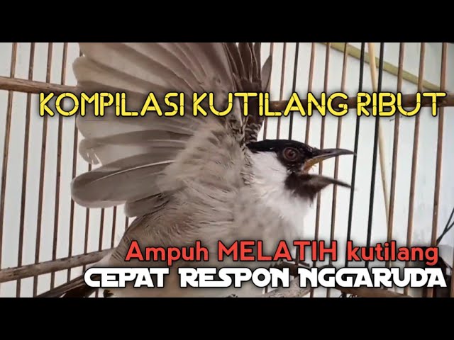 SUARA burung Kutilang Gacor NGGARUDA TARUNG ampuh untuk pikat Kutilang gacor dan Masteran Kutilang class=