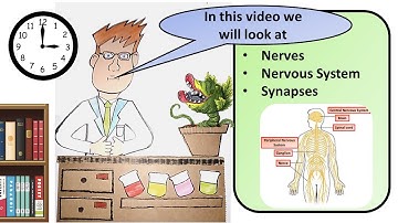 GCSE Biology Human Nervous System Revision