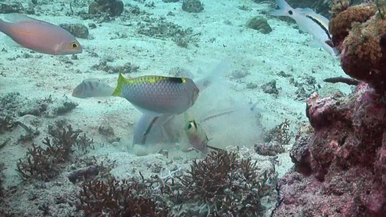 Goat Fish Eating - Theuns van Niekerk