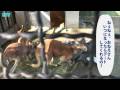 須坂市動物園のアカカンガルー「ハッチ」 の動画、YouTube動画。