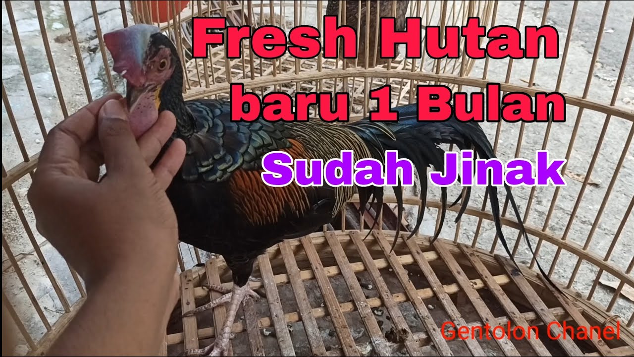 CARA MENJINAKKAN AYAM HUTAN HIJAU FRESH DARI HUTAN by G-farm Tuban