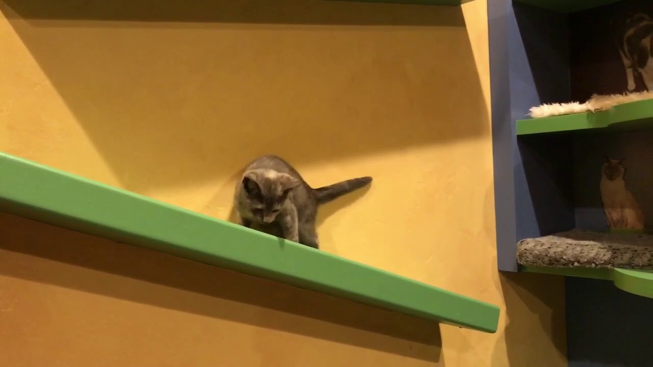 feline infectious peritonitis natural treatment BokuMo already climbs the CatWalks
