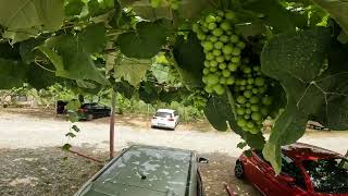 Tropea, Parking under the vines