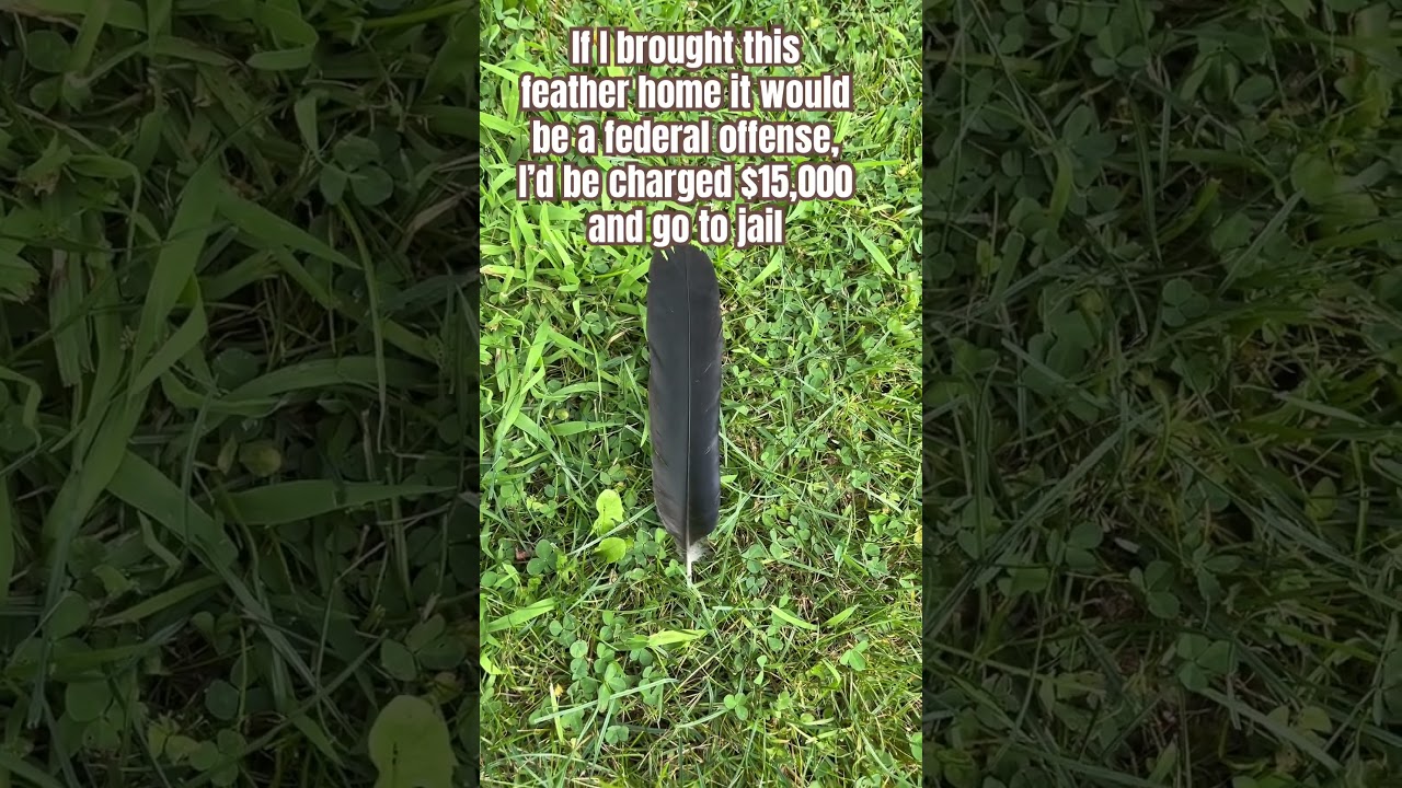 Did you know it was illegal to keep a bird feather?