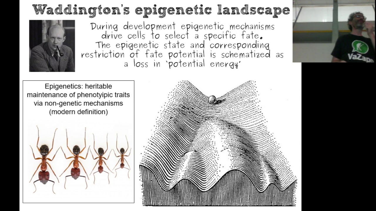 BCS 2019_02 Fate Mapping and Stem Cells Intro