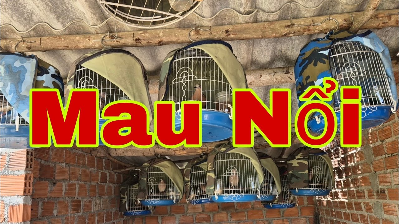 Cách Nuôi Cu Gáy Bổi Nhanh Nổi Nhất | Người Vùng Núi