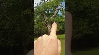 Growing a weed plant in a tree !!!