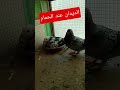 الديدان مشكله كبيره عند مربي الحمام Pigeon حمام زاجل Pigeonlaver Birds 