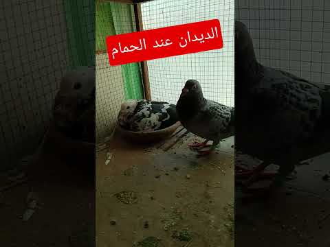 الديدان مشكله كبيره عند مربي الحمام Pigeon حمام زاجل Pigeonlaver Birds 