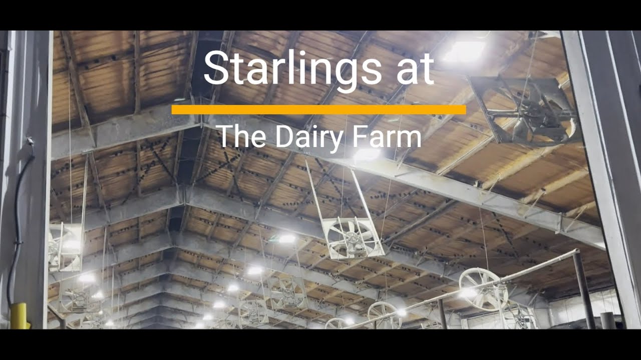 Starlings at the Dairy Farm