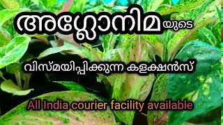 Agalonema Plants Saleagalonema Plant Caregardeninggardening Ideasflower Plantindoor Plant