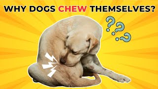 Why Does My Dog Bite Itself All The Time?