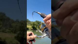 STRIPER FISHING FEATHER RIVER TOP WATER BLOW UP 5/14/2026