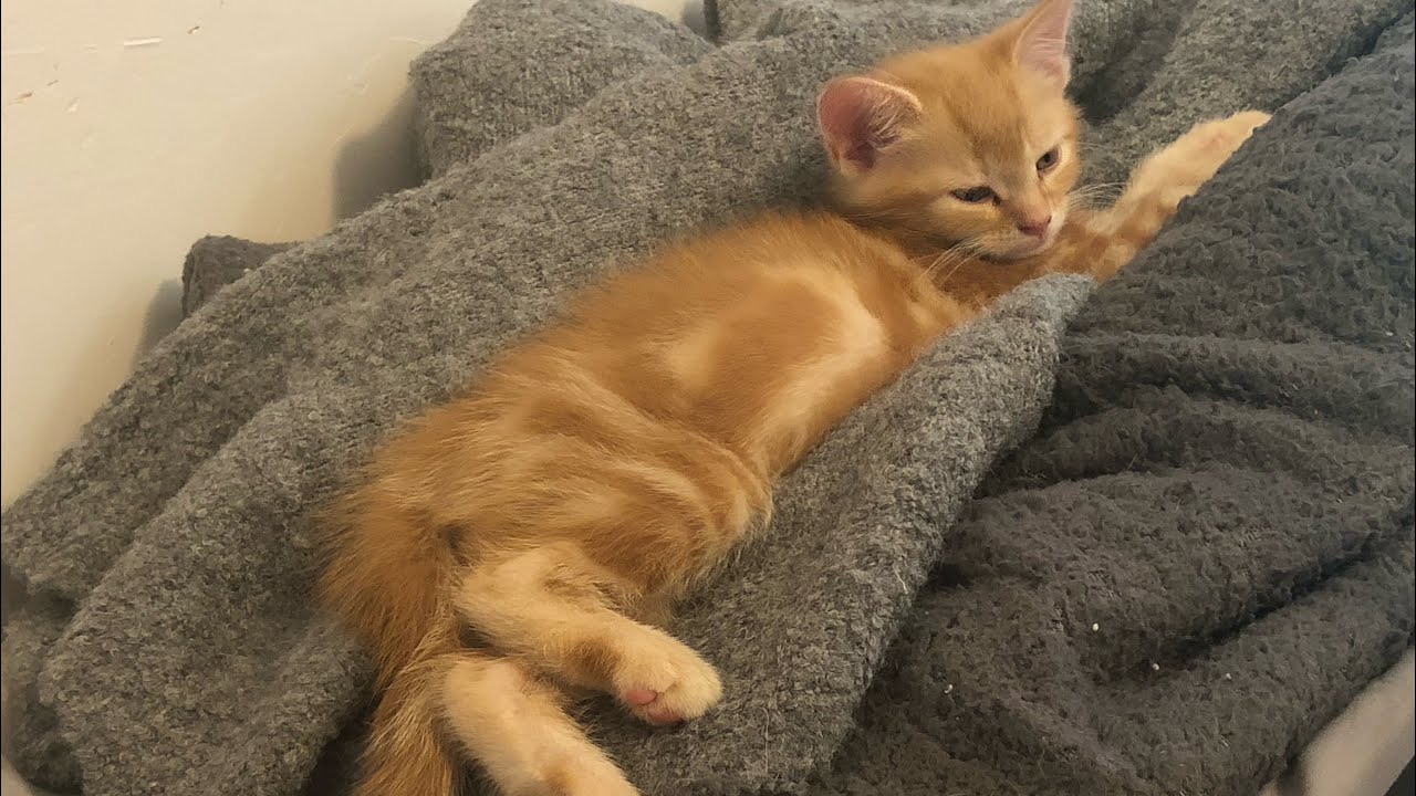 Tiny Kitten Rusty is a FIERCE ferocious boy!  IVDD Paralyzed Dog and Ginger Kitten Diary.