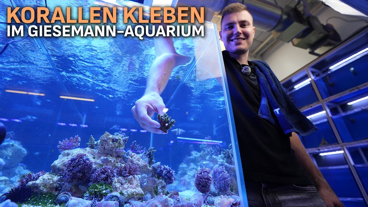 Korallen kleben im AQUARIUM - PlanktonPlus Aquaristik