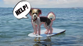 My dog wont jump in the water... by Trevor Smith - Doggie Dojo 765 views 1 year ago 4 minutes, 18 seconds