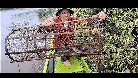 NT 67 lll Thăm lợp cá lóc trong rừng tràm chạy toàn cá to (tập 8)