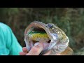 Topwater murray cod fishing  codaddiction ep1