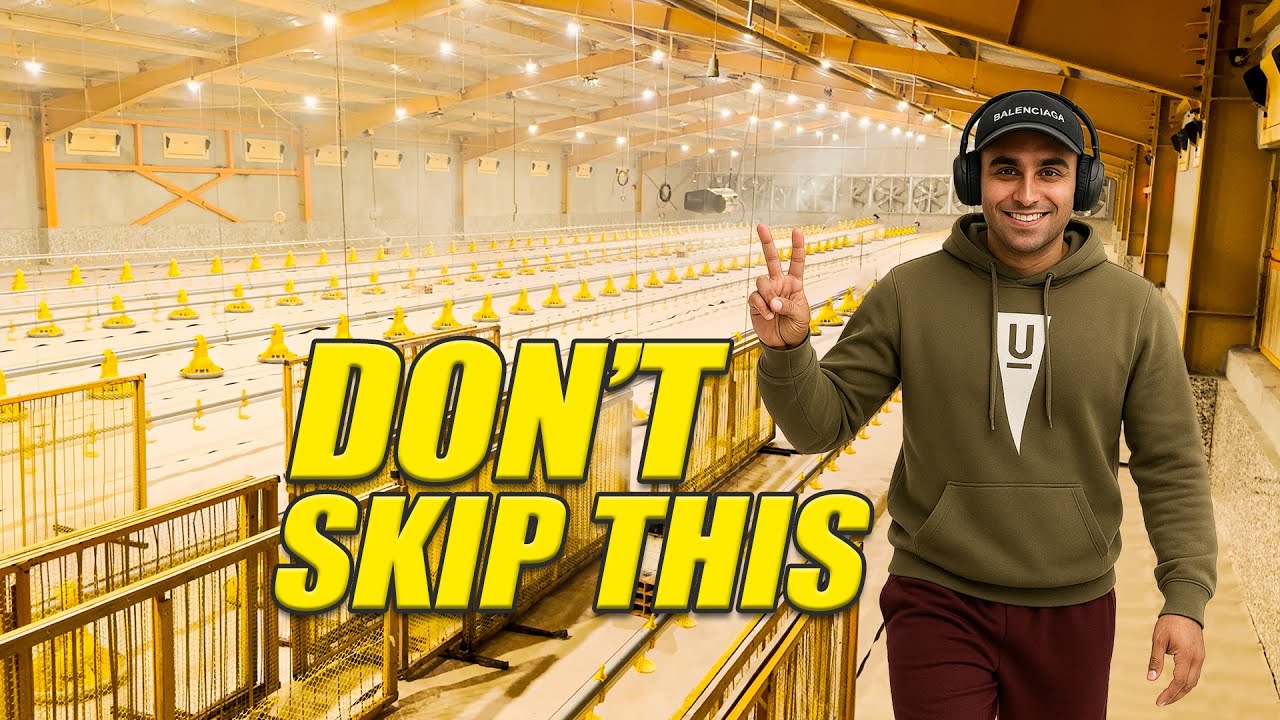 Как мы готовим птичник для бройлеров на 20 000 цыплят — Финальный эпизод