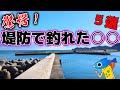 堤防釣りでこんなのが釣れるの！？