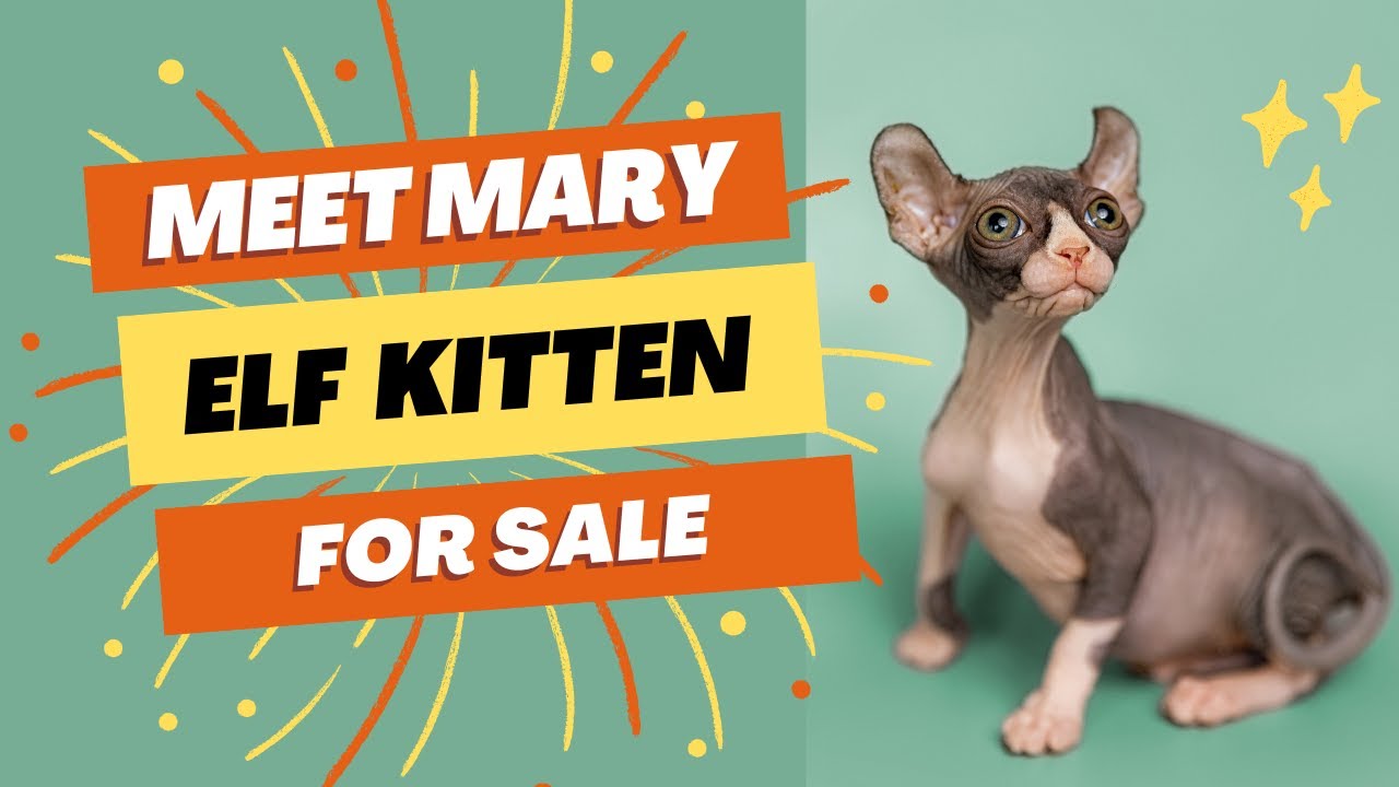 Purebred Sphynx Kitten Available for Adoption Reputable Breeders