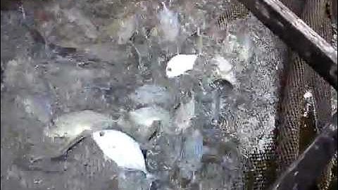 budidaya ikan laut dengan keramba jaring apung