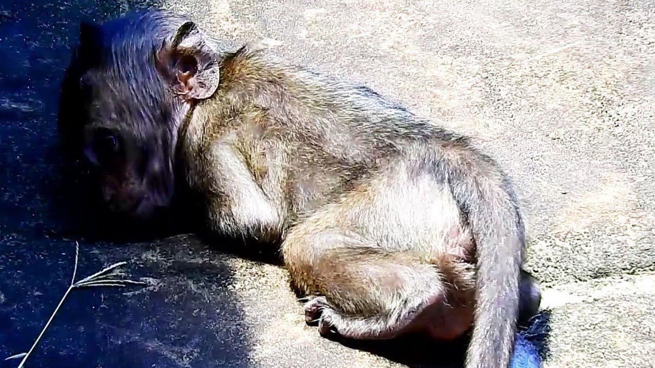 Sadness pitiful Lori can't walk long, Poor baby Lori stop walk sometimes