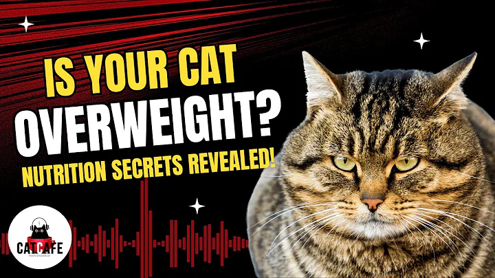 Myth-busting cat nutrition with Dr. Julie Churchill