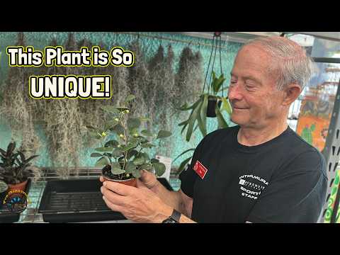 How to Take Care of a Mistletoe Fig - One of Our Most Unique Plants!