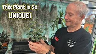 How to Take Care of a Mistletoe Fig - One of Our Most Unique Plants!