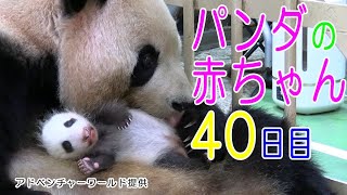 アドベンチャーワールド　パンダの赤ちゃん　40日目