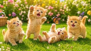 😻🦋 The Cutest Kittens Chasing Butterflies on Green Grass | Cute Cat Video | Cat Sounds