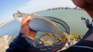 Pêche Mulet Sauteur كلبان Au Flotteur - صيد سمكة البوري بالطفافة في ميناء قلعة الأندلس