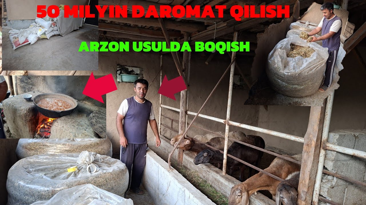 UY SHAROYITA QŎY BOQIB 50 MILYON DAROMAT QILISH SIRLARI ARZON USULDA QŎY BOQISH SIRLAR👿👿👿👿