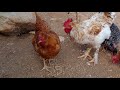 Las gallinas pavipollos ponen los hu3vos🥚 más grandes que conozcas