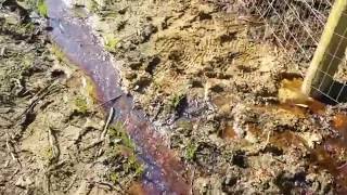 Six days no rain, ground still wet.  Puddle or artesian spring?