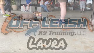 German shorthaired ￼pointer mix , 1.5yo, male, named Jax by Off Leash K9 Training South Florida 16 views 1 year ago 5 minutes, 8 seconds