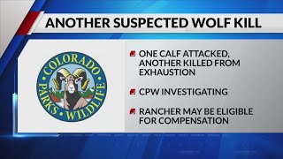 CPW confirms wolf killed calf in Jackson County
