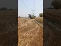 The Enchanting Fatehpur Wheat Craft That Inspired a Song