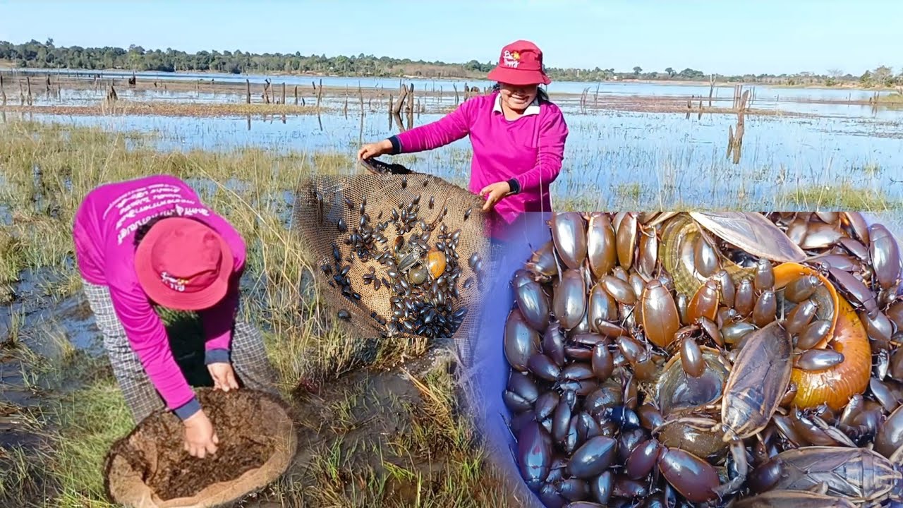 หาส่อนแมงตับเต่าแมงดาตามริมอ่างห้วยสพุงน้อย หมานสุดยอดทั้งแมงดาแมงตับเต่า วันที่3/ม.ค/66